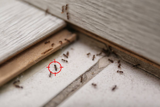 Best Bed Bug Extermination  in Mentone, CA