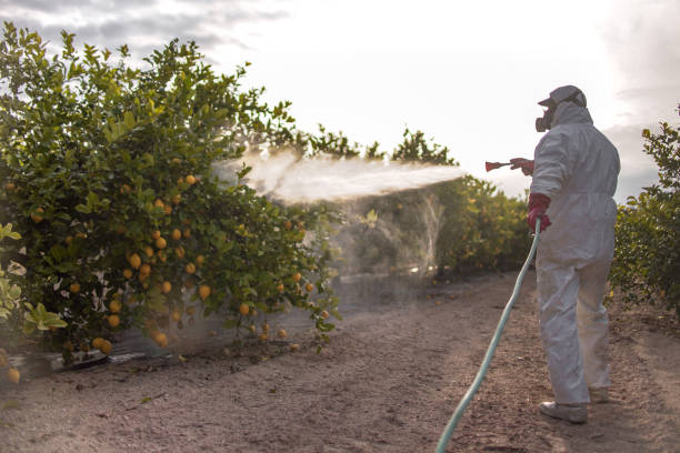 Best Emergency Pest Control  in Mentone, CA