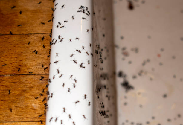 Best Flea Control Services  in Mentone, CA