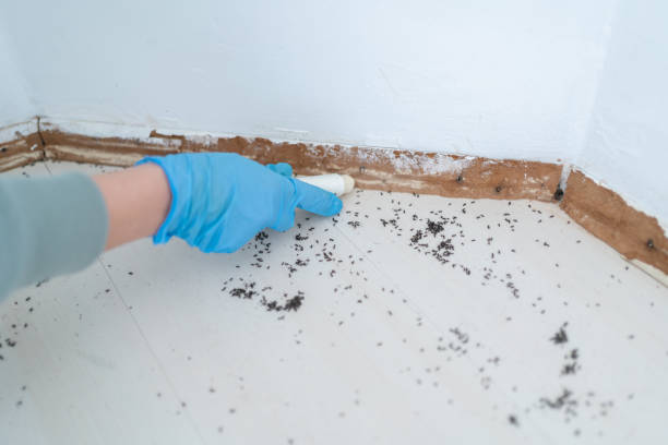 Best Pest Control Near Me in Mentone, CA