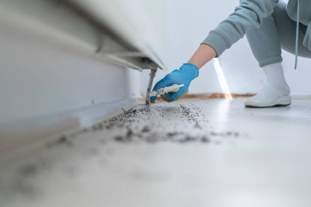 Professional Pest Control in Mentone, CA